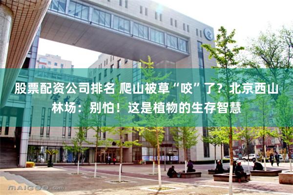股票配资公司排名 爬山被草“咬”了?北京西山林场:别怕!这是植物的生存智慧